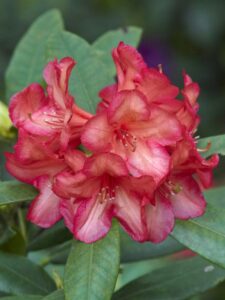 Rhododendron ‘Balalaika’