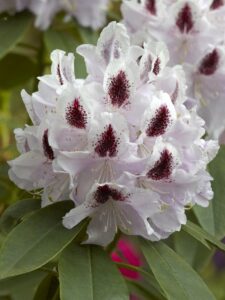Rhododendron ‘Calsap’