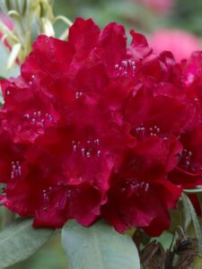 Rhododendron ‘Cardinal’