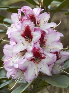 Rhododendron ‘Cassata’