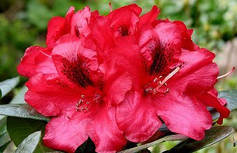 Rhododendron ‘Corinna’