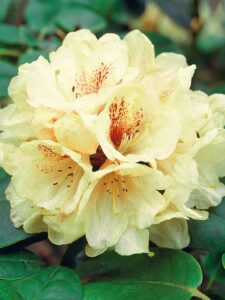 Rhododendron ‘Goldbukett’
