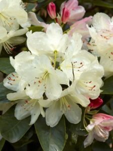 Rhododendron ‘Lachsgold’