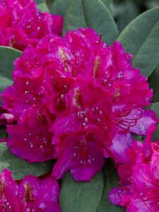 Rhododendron ‘Pearce’s American Beauty’