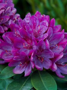 Rhododendron ‘Polarnacht’