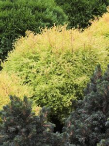 Thuja occidentalis ‘Cloth of Gold’