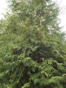 Thuja occidentalis ‘Lombarts Wintergreen’